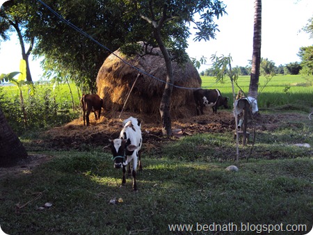 www.bednath.blogspot.com www.bednath.blogspot.com