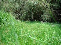 DSC02525.JPG