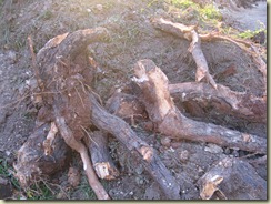 IMG_9627 IMG_9627