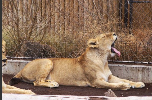 [lion yawning[4].jpg]