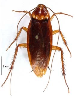 [AmericanCockroach1[2].jpg]