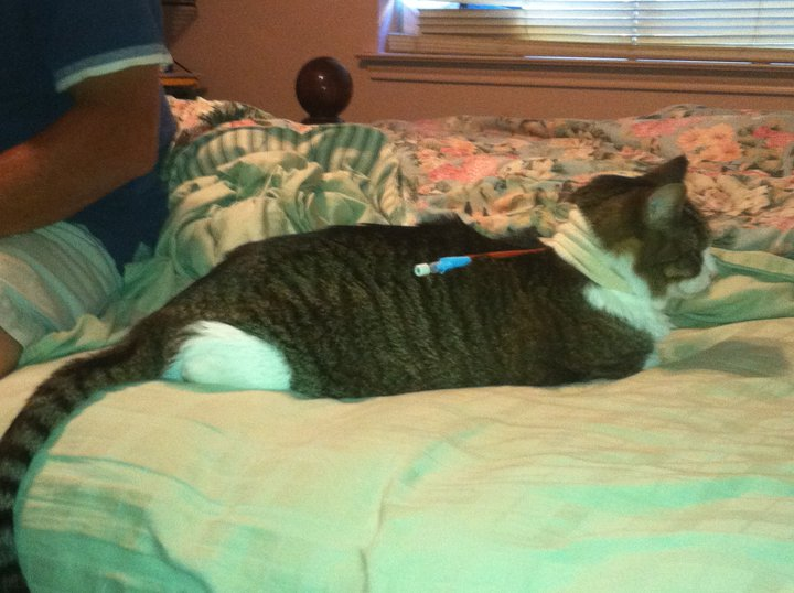 [bamatube.png]
