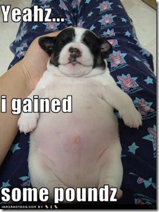 cute-puppy-pictures-gained-poundz