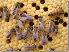 Rojení  a velikost včelstva 201