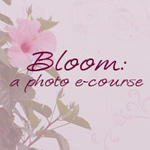 bloom: a photo e-course