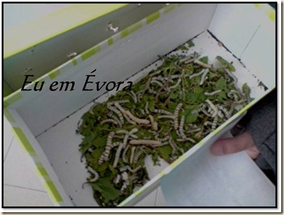 bichinhos da seda bichinhos da seda