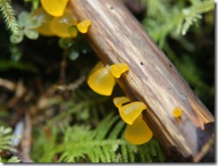Witch's Butter