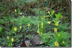 Skunk Cabbage Bog