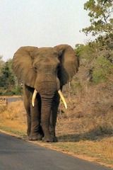 large-elephant-approaches[1]