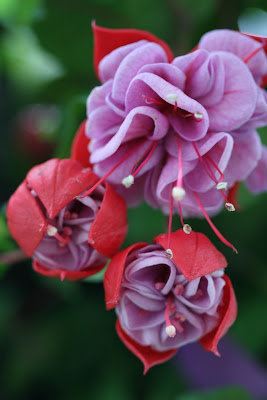Fuchsia 3