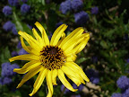 Shipley Nature Center Flower