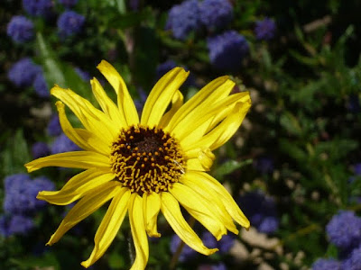Shipley Nature Center Flower