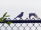 Bluebird at Brea Sports Park