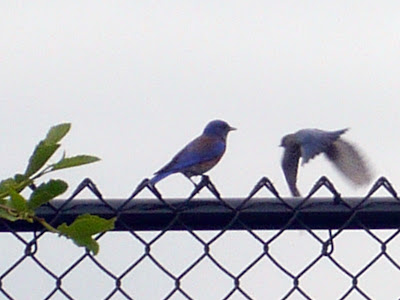 Bluebird at Brea Sports Park