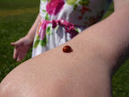 Ladybugs