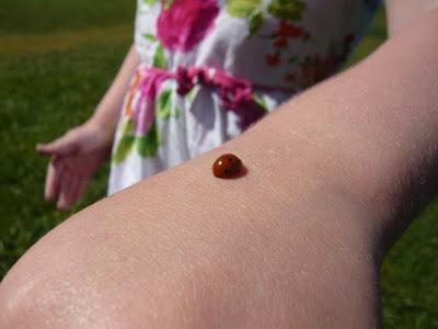 Ladybugs