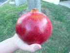 Pomegranate