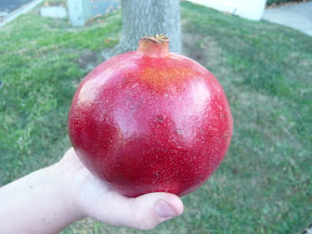 Pomegranate