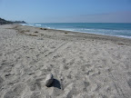 Califia Beach