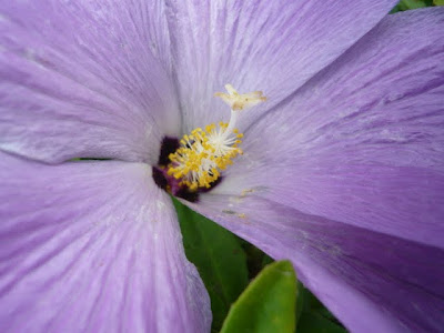 More Purple