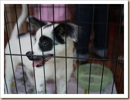 adoption puppy1