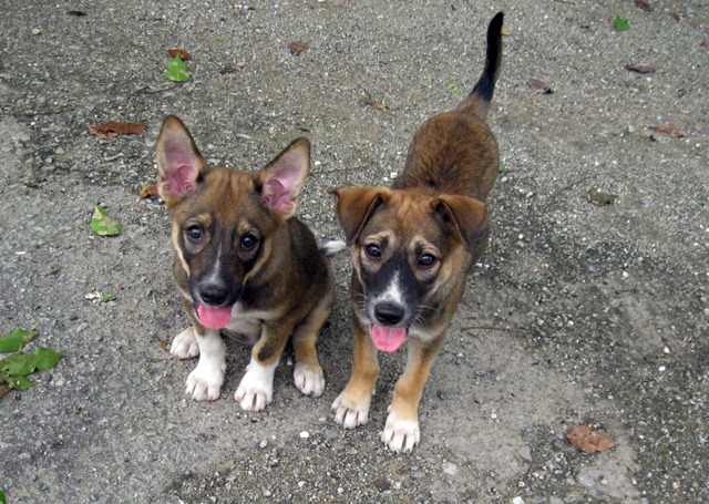[Joan & Joey[4].jpg]