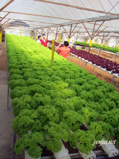 taman agro tourism cameron highlands