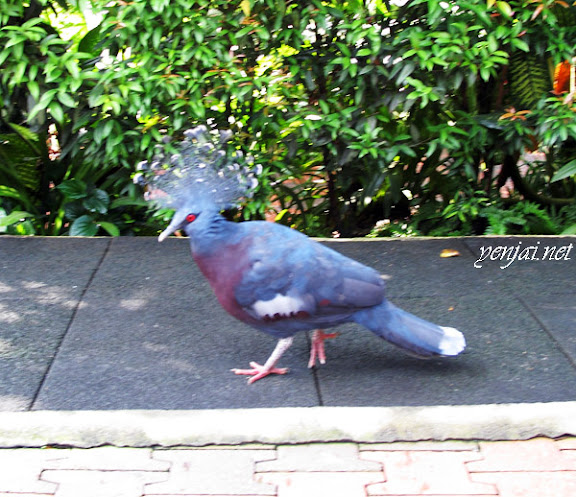 KL Bird Park