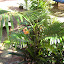 Palm in shade