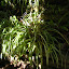 Ribbon Plant