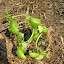 Basil in garden
