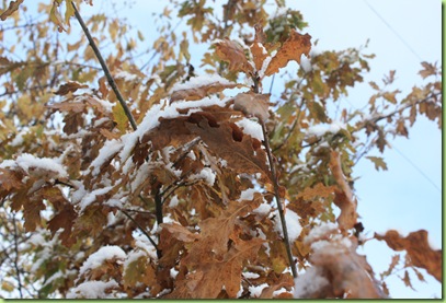 Strikkebesta i bloggverda: Sneen dalte lett og fin