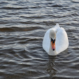 DSC_0160.JPG
