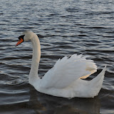 DSC_0183.JPG