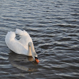 DSC_0213.JPG
