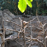 DSC_0106.JPG