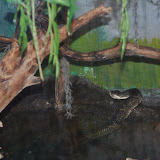 DSC_0036.JPG