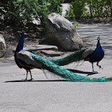 DSC_0047.JPG