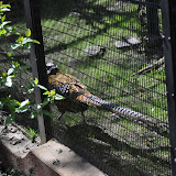 DSC_0236.JPG