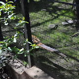 DSC_0237.JPG