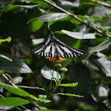 DSC_0252.JPG