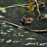 DSC_0116.JPG