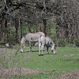 DSC_0160.JPG