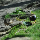 DSC_0224.JPG