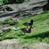DSC_0226.JPG