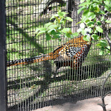 DSC_0233.JPG