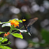 DSC_0273.JPG