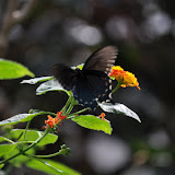 DSC_0275.JPG