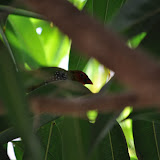 DSC_0290.JPG