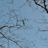 DSC_0445.JPG